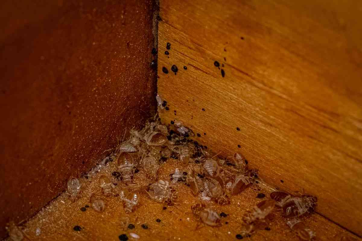How to Kill Bedbugs Permanently | MirrorLog